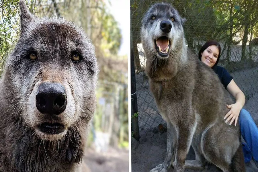 Can you keep a wolf dog? What do you need to know about wolf dogs?