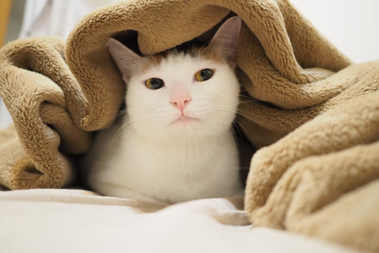What To Do If Your Cat Vomits Brown Fluid? Cat Vomiting May Be Sick Or Food Allergy