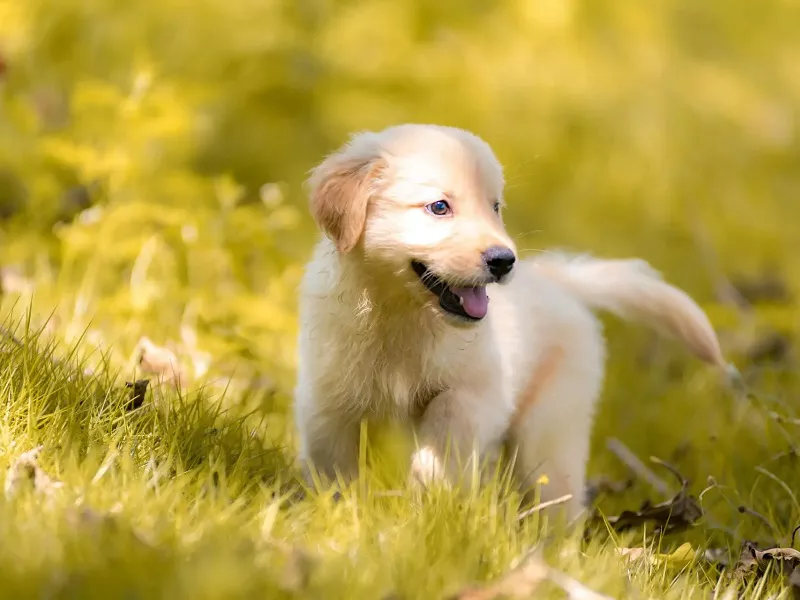 how to train my puppy to pee outside