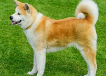 Akita Dogs and Cats: Relationship Between Two Different Breeds