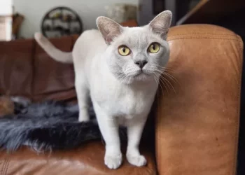 What Is the Best Food to Feed a Burmese Cat? A Full Guide