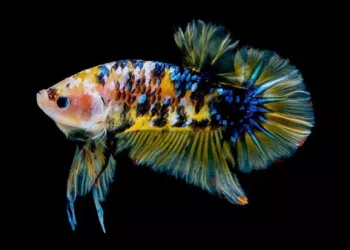 Why Does My Betta Fish Keep Sleeping? A Comprehensive Analysis