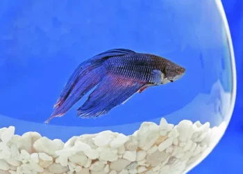Why Does My Betta Fish Keep Sleeping? A Comprehensive Analysis
